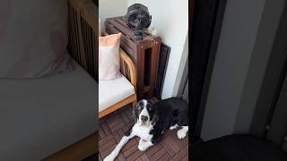 instant life upgrade #dogmom #dogcoach #dogtraining #animals #doglife #enrichment #diggs #pets #dog