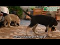 German Shepherd dogs for sale: Dasher - Video 1