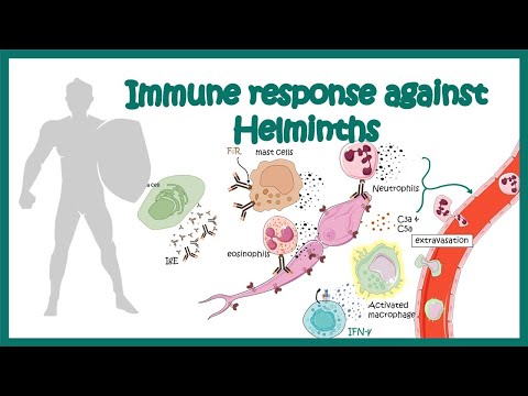 Helminth immune evasion