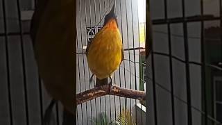 Download lagu kutilang emas pancing emosi mp3