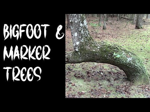 Forgotten Forest Clues | Bigfoot & Native American Marker Trees