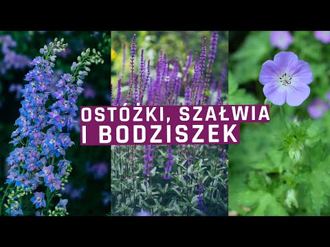 , title : 'Szałwia , ostróżka , bodziszek Rozanne - 3 cudowne byliny do ogrodu!'