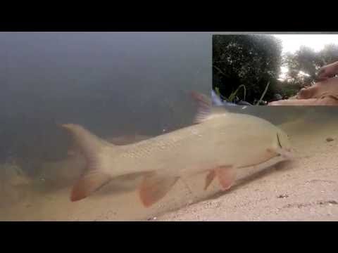 Catching Barbel! With Under water takes!