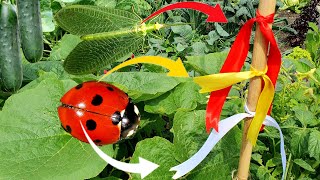 How to have ladybugs in the garden. How to fight aphids ecologically and fast. Yellow ribbon #garden