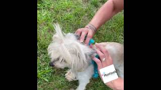 Postroj pro psa tlapky 15mm