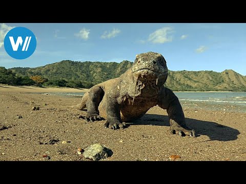 David and the Komodo Dragons (360° - GEO Reportage)