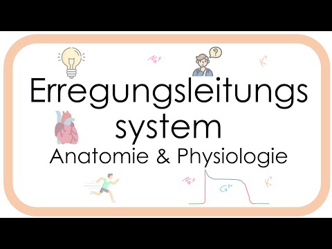 Erregungsleitungssystem des Herzens - Physiologie - Aktionspotential Sinusknoten Arbeitsmyokard