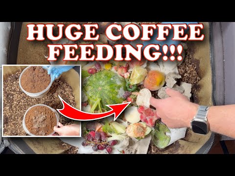 I Wish I Knew This Coffee Grounds Method When I Started Vermicomposting!! | Vermicompost Worm Bin