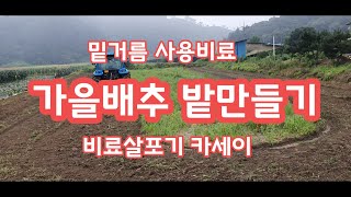 가을배추 밭 만들기 절임배추용 배추 재배 [배추재배방법] 괴산순정농부