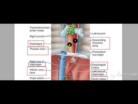 Esophagus relations 3