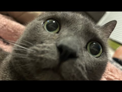 Cat sniffs U 4 17 seconds