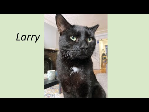 Larry, an adopted Domestic Short Hair in South Ozone Park, NY_image-1