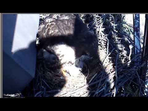 Cornell Lab Bird Cams Big red grooming her new baby