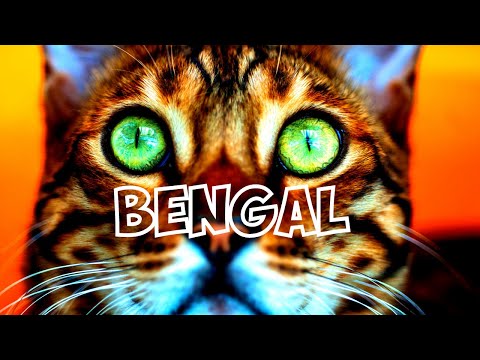 What You Must Now About Beautiful World of Bengal Cats!