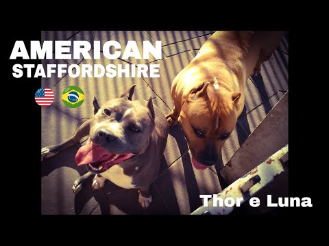 Thor e Luna - American Staffordshire Terrier (instagram - ricardosilva_personal)