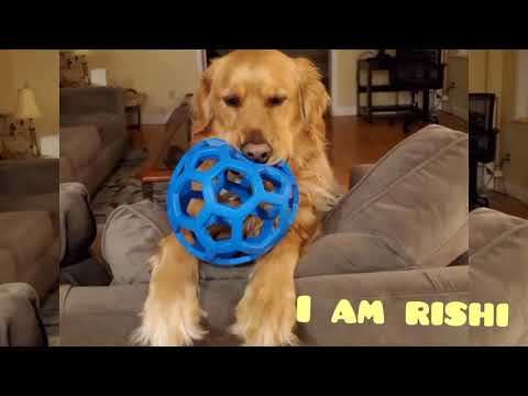 Watch Our Rishi Playing with Snow. Rishi,a cute golden retriever dog