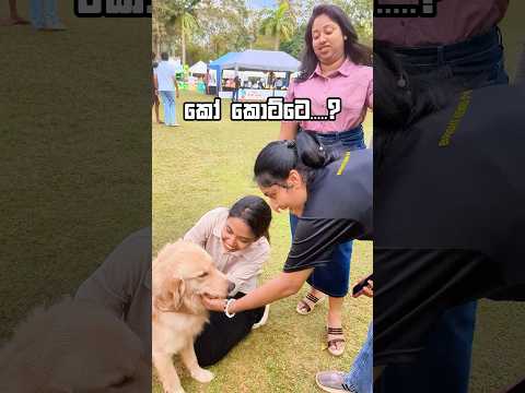 කෝ කොට්ටෙ? 😁❤️ #dogfestival #goldenretriever #goldenretrieverpuppy #dogshorts