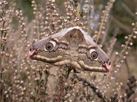 The Emperor Moth