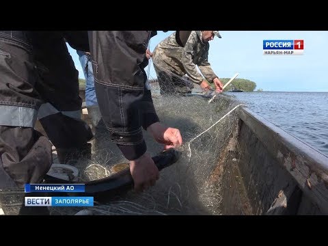 Ученые приступили к исследованию численности нельмы в Печоре