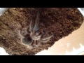 Паук ест таракана \ spider eating a cockroach 