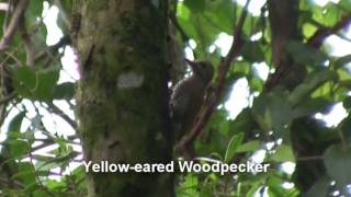 preview picture of video 'Birds of Brazil - Woodpeckers, Woodcreepers, Foliage-gleaners'