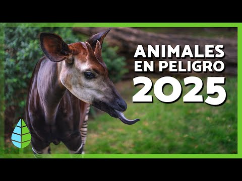 +100 animales en peligro de extinción - Lista 2025 y vídeo