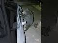 Tennessee Bear Smashes Window to Break Into Car #shorts