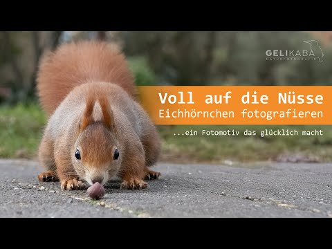 Eichhörnchen fotografieren - Ein Fotomotiv, das glücklich macht.