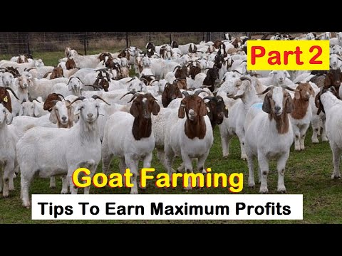 , title : 'How To Start Goat Farming | Tips For Beginners To Earn Maximum Profits | Goat Farming | Part 2 |'