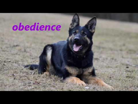 Maffy z Jukasu 12 mesicu poslusnost