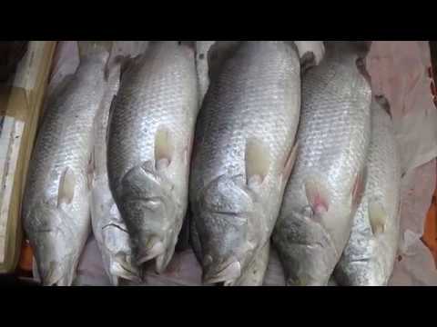 download lagu mp3 mp4 Bhetki Fish Price In Kolkata, download lagu Bhetki Fish Price In Kolkata gratis, unduh video klip Bhetki Fish Price In Kolkata