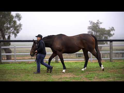 LOT 350 Our Belisa IF Pride of Dubai