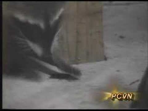 PCVN's Guide to Raccoon Control