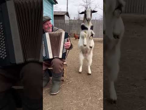Дрессированный козёл? Нет, просто деревенская магия! #shorts