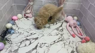 ハーフ犬の動画01