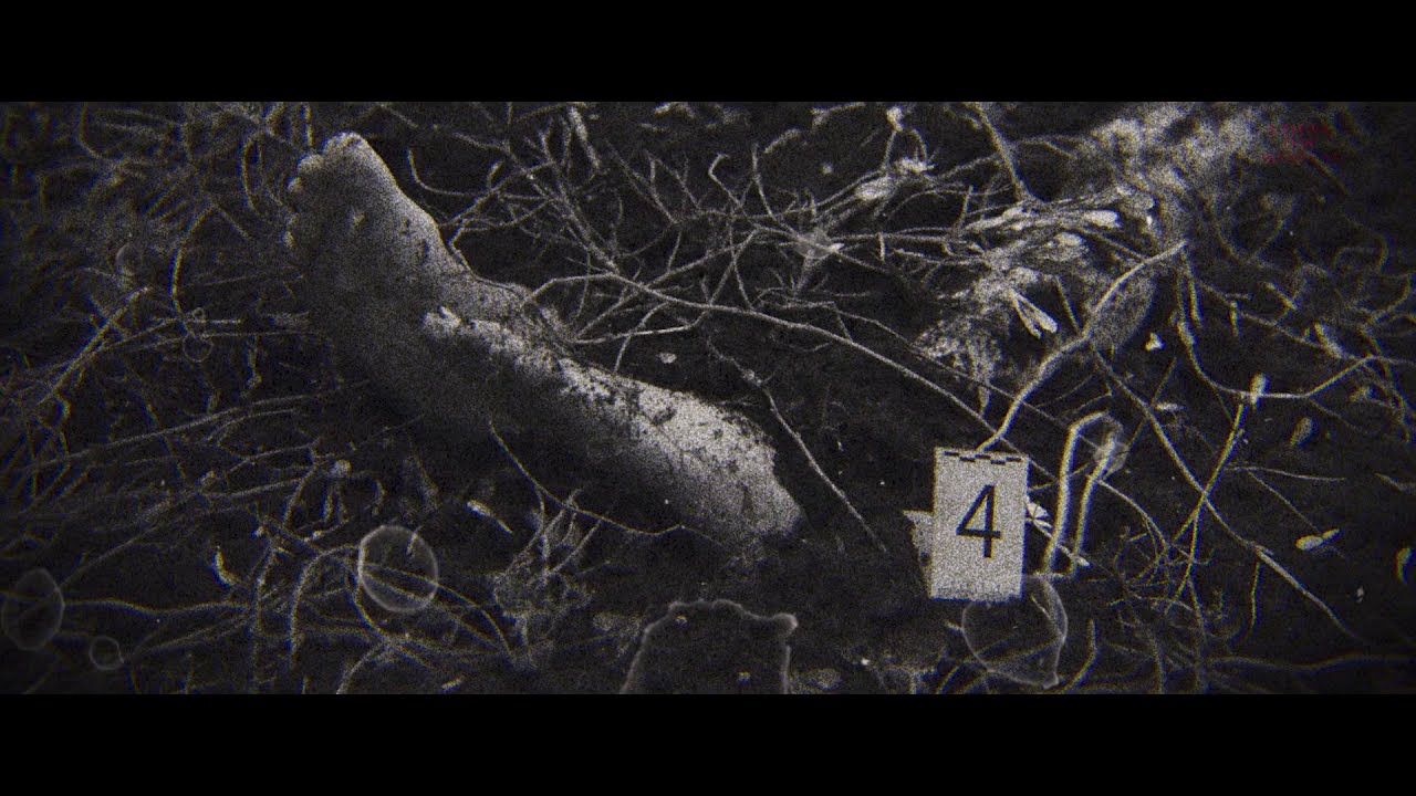 trailer Oficial