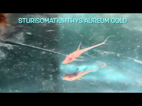 #Sturisomatichthys #aureum #GOLD