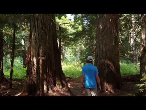 Roosevelt Grove Of Ancient Cedars and Granite Falls | Visit Idaho