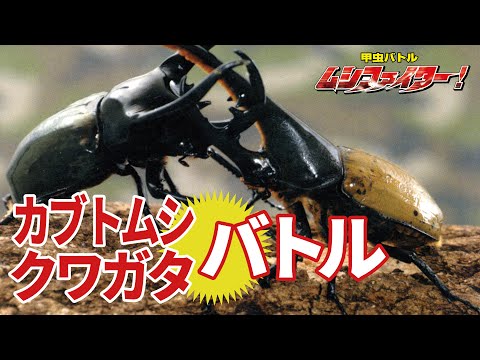 カブトムシの足は何対ありますか?