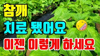 살아난 참깨 지금부터 해야할일 안했으면 하시고 했으면