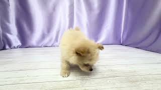 ハーフ犬の動画01