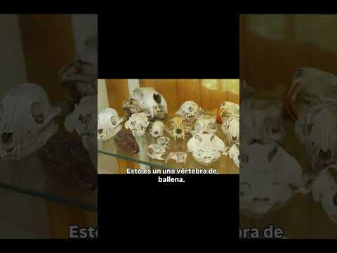¿Viste alguna vez una vertebra de ballena?