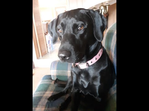 fortify c c++ remediate buffer overflow caused by gethostname