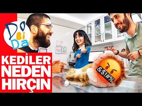 KEDİLER NEDEN HIRÇIN? 😡 (Arkaplanını Konuştuk) Cat Attack!