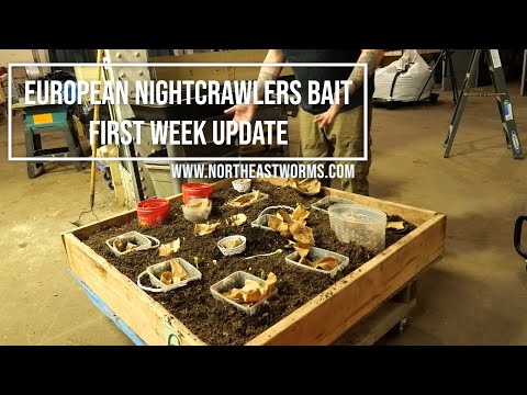 European Nightcrawlers Nursery Bin bait, first week update. Let's check how many worms we lure out