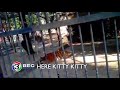 HERE KITTY KITTY Ch3Thailand