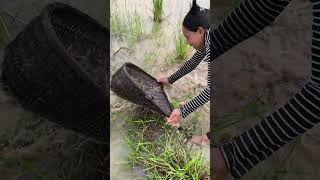 Download lagu #fishing #viralvideo #farming #villagelife #fish mp3 Download lagu #fishing #viralvideo #farming #villagelife #fish mp3