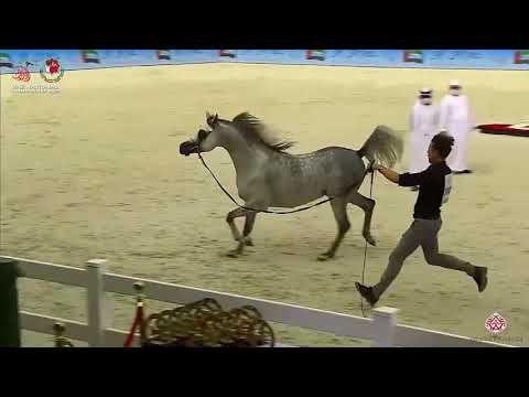 N.300 D RANNAN - UAE National Championship 2020 - Stallions 4-6 Years Old (Class 10C).mp4