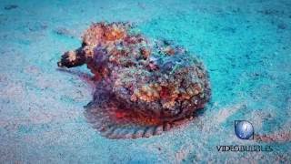 Scuba diving in red sea, octopus vs stonefish