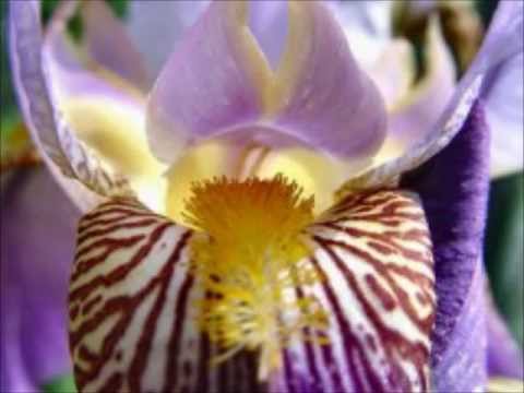 נאשדידן המילניום הבא nashdidan the next millennium